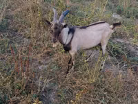 बकरा, Italian Alpine goat — फ़ोटो 2