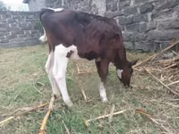 公牛, Russian Black pied cattle — 照片 3