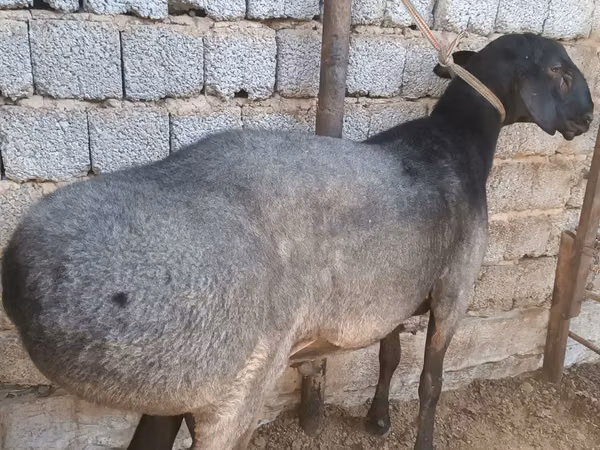 كبش, الأغنام — أوزبكستان