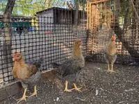 Chickens — الصورة 1