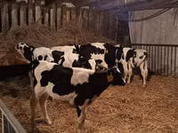 Bulle, Russian Black pied cattle — Foto 1