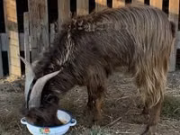 बकरा, बकरियाँ — फ़ोटो 2