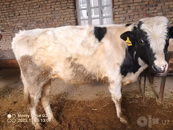 公牛, Simmental cattle — 乌兹别克斯坦