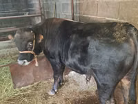 Бұқа, Simmental cattle — 3-сурет