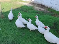 Ducks — Foto 1