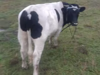 Toro, Russian Black pied cattle — foto 1