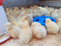 Chickens — फ़ोटो 1