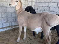 Widder, Arashan sheep — Foto 1