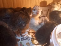 Turkeys — Foto 2