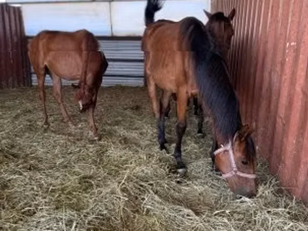 فرس, Hungarian horse breed