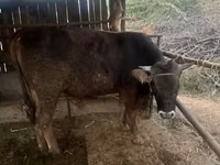 Buqa, Swiss cattle — 6-rasm