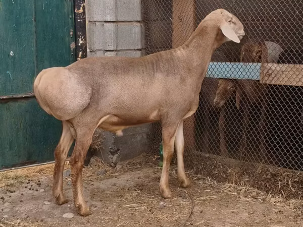 Widder, Rhon sheep