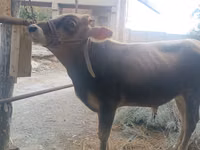 सांड, मवेशी — फ़ोटो 3
