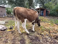 Cow, Simmental cattle — photo 1