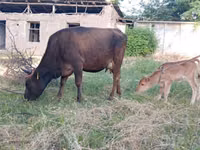 Vaca, Ganado vacuno — foto 1