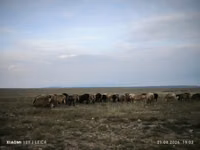 Qoʻchqor, Edilbay sheep — 6-rasm