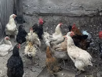 Chickens — Foto 2