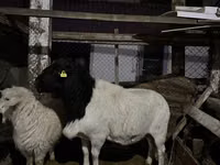 Widder, Dorper sheep — Foto 1