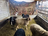 Schaf, Arashan sheep — Foto 2