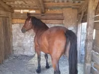 Stute, Međimurje horse — Foto 2