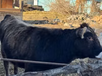 Сиыр, Swiss cattle — 4-сурет