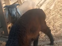 Ram, Sheep — photo 1