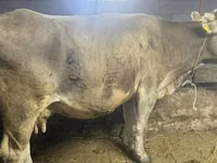 母牛, Cattle — 照片 5