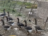 Geese — Foto 3