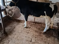 गाय, Russian Black pied cattle — फ़ोटो 3