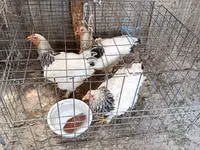 Chickens — foto 2
