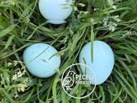 Quails — الصورة 4