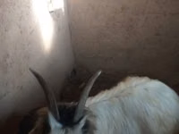 Ziege, Ziegen — Foto 3