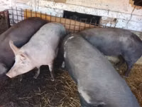 Eber, Schweine — Foto 2