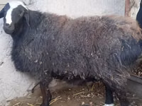 Widder, Hissar sheep — Foto 1