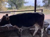 母牛, Cattle — 照片 1