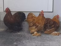 Bantam Pekín — foto 6