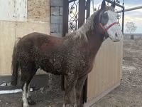 Hengst, Kazakh horse — Foto 4
