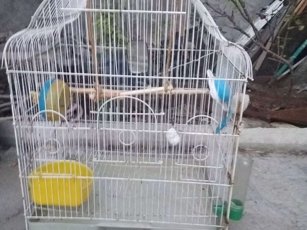Yaxşı vəziyyətdə alt qa bu I qalın plasmasdan