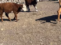 Sigir, Simmental cattle — 4-rasm