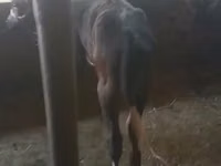 गाय, मवेशी — फ़ोटो 3