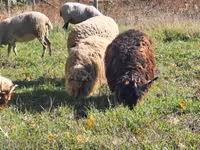 Carnero, Racka sheep — foto 4