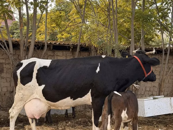 Kuh, Russian Black pied cattle