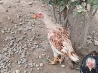 Chickens — Foto 3