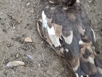 Ducks — الصورة 4