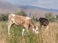 Vaca, Red Estonian cattle — foto 2