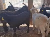 山羊（批次，未指定性别）, Goats — 照片 1