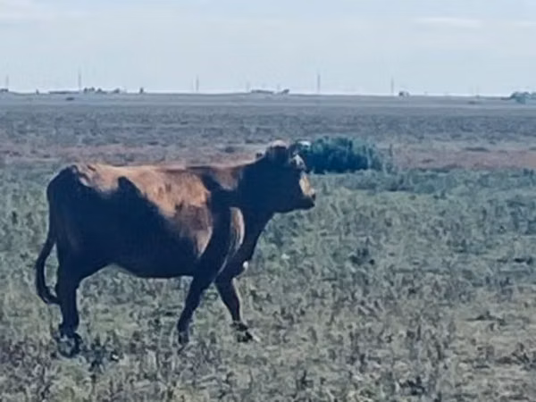 Sigir, Latvian Blue cattle