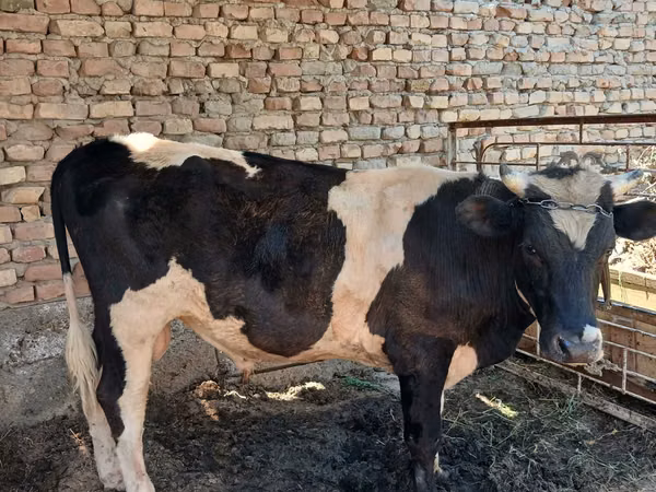 公牛, Russian Black pied cattle — 乌兹别克斯坦