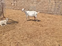 Ziege, Toggenburg goat — Foto 2