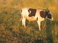 Rinder (Partie, Geschlecht nicht angegeben), Russian Black pied cattle — Foto 1